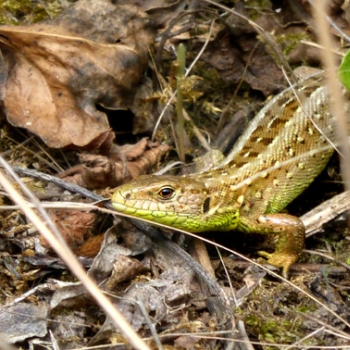 Zuschauer
